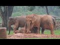 Elephants Protect Her Young Sister While She Lies Down To Sleep During A Rainstorm ElephantNews