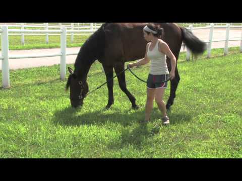 2011 Hambo Contender -- Broad Bahn