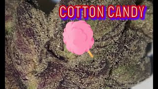Cotton Candy Strain Review 🍭 💨