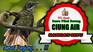 Download lagu Suara Pikat Burung Ciung Air. Sangat Ampuh. Durasi Panjang. mp3