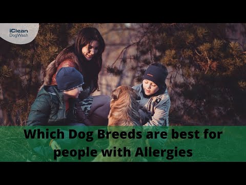 Which Dog Breeds are best for people with Allergies