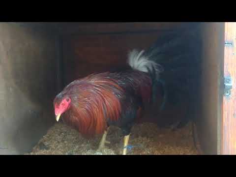 Demócrata familia vieja