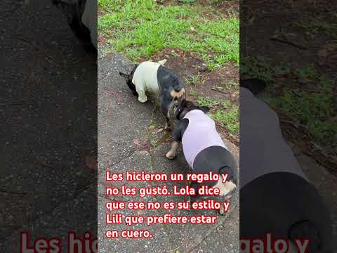 Ustedes enviarme algún estilo bonito para Lola y Lili este no les gustó tanto