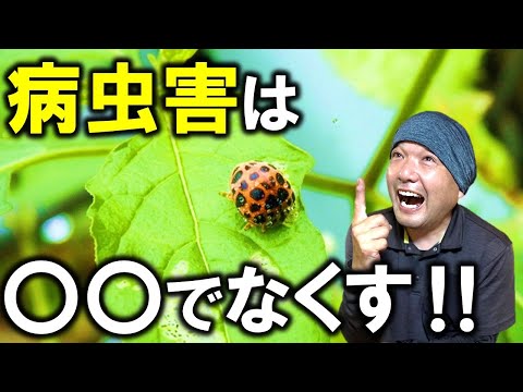 トガリネズミを庭から追い出したほうがいいでしょうか？やり方は？私たちは本物と偽物を区別します！  庭園