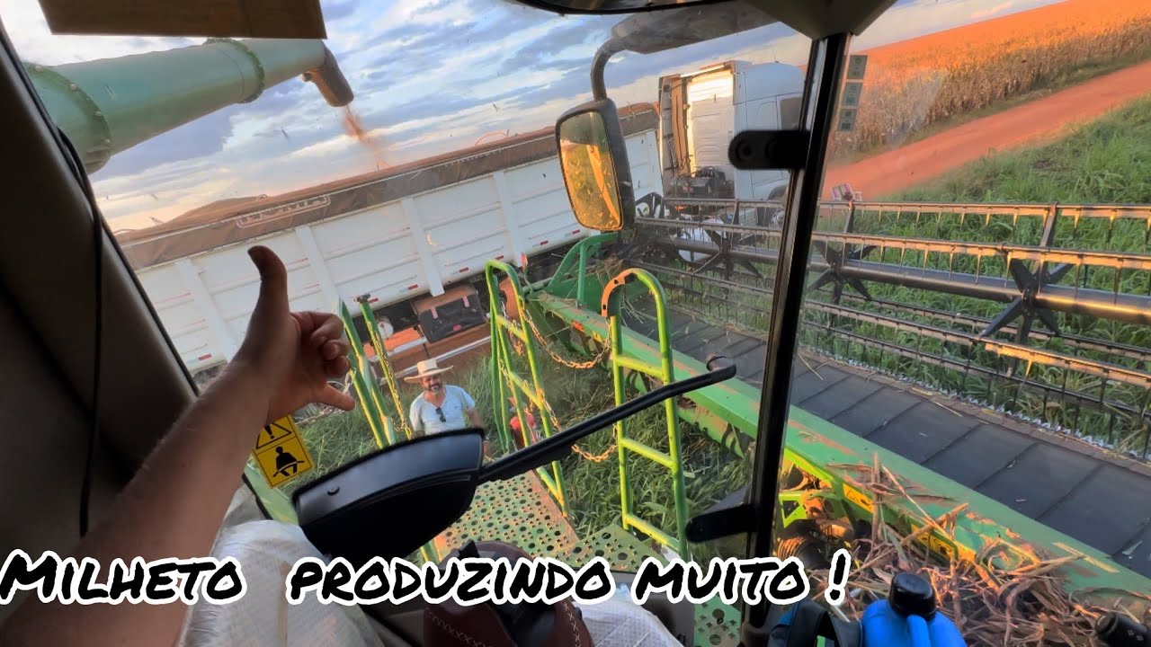 Ep 294 Entremo firme na colheita do milheto  // safra 24 //
