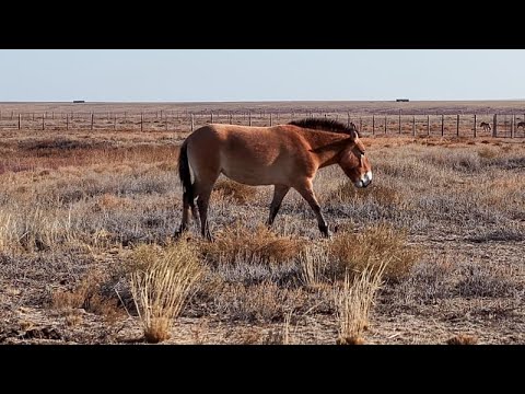 Kazakhstan brings back its endangered Przewalski's horses