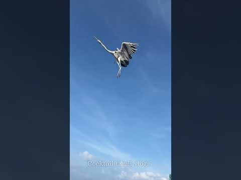 Beautiful grey heron flying the reef side of Maldives | slow motion @ iPhone 13 pro max #shorts