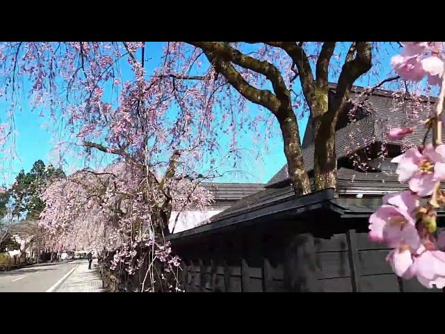 2025 [Kakunodate Cherry Blossoms] Blooming Status April 22nd