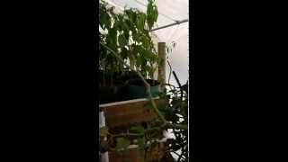 preview picture of video 'Hickory Jack's Aquaponics, Growbed update with hydronic heat'