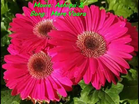 Rekha Upadhyay Mere Yaara...