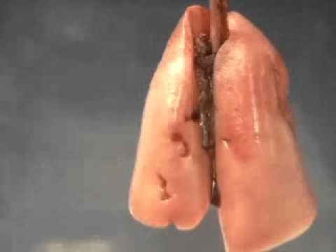 Medicina per vermi per bambini di 9 anni Lascarid striscia come trattare a bambini
