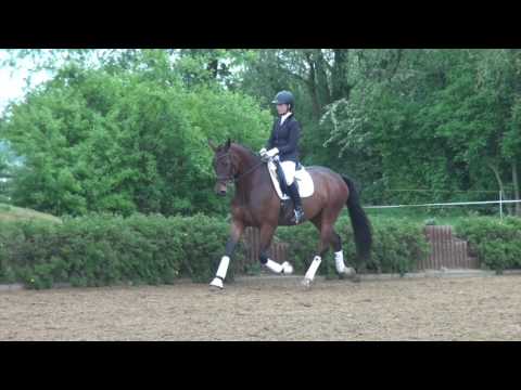 Elfentanz - Stute - 2013 geboren (Totilas x Florencio I)