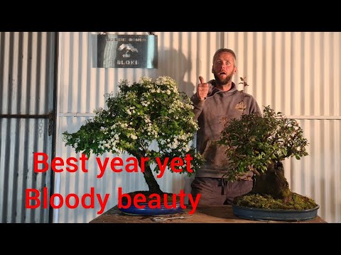Hawthorne and Plum Spring prune 2021, Aussie Bonsai Bloke