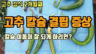 고추낙과 낙화 고추가 휘는 이유는 고추칼슘부족현상의 원인으로 해결방법은?