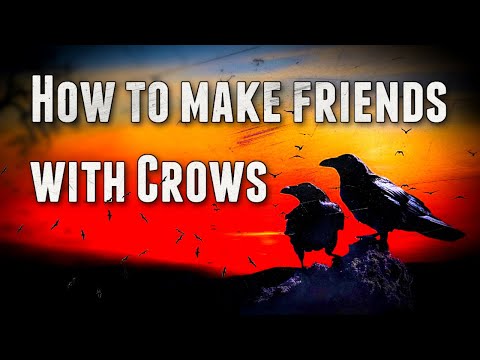 How to Make Friends with Crows