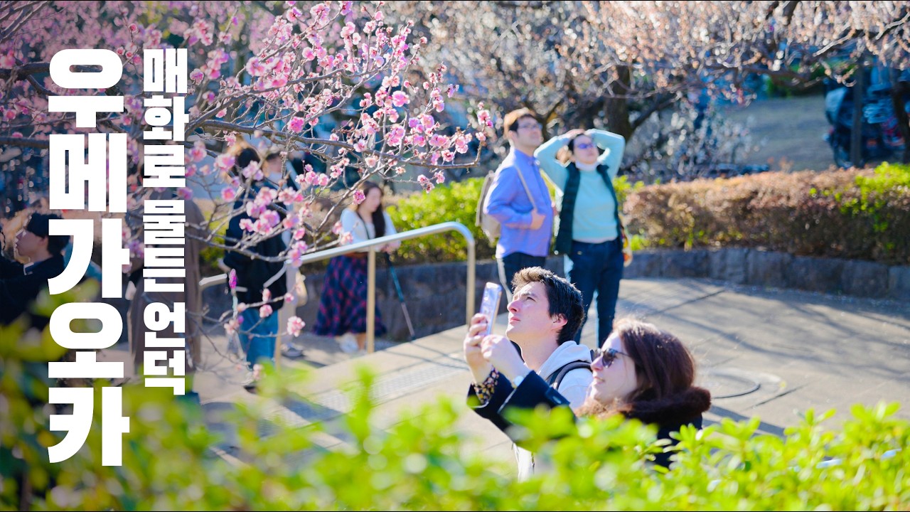 일본 도쿄 우메가오카 산책｜🌸 봄 매화꽃과 조용한 동네