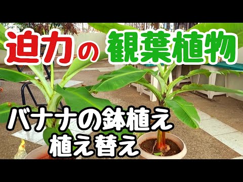バナナの木、国産ファイバーバナナ 植物
