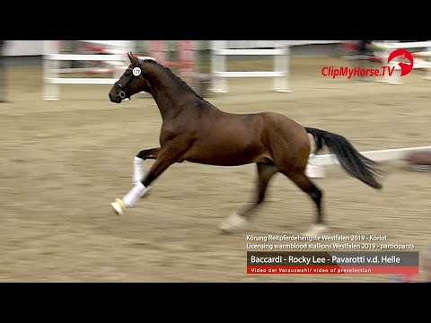 Hengst v. Baccardi - Rocky Lee - Pavarotti v.d. Helle