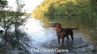 preview picture of video 'Dog Obedience Training in Haverhill, MA by First Choice Canine'