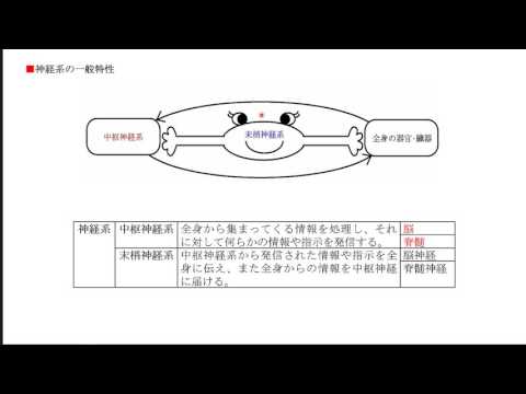 薬用植物としてのセントジョーンズワート: 応用と効果 植物