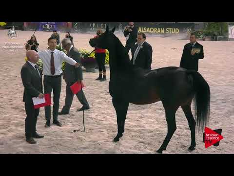 N.172 PUSTYNIA KAHILA - Verona 2017 - 4-6 Years Old Mares (Class 7)