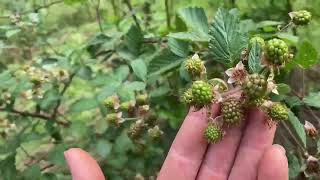 Blackberries need pruning and support