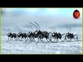 Snow Carrot Minuscule 15 Compilation
