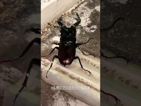 園芸 カブトムシ、アピオン、クワガタ、クジラ目、オサムシ