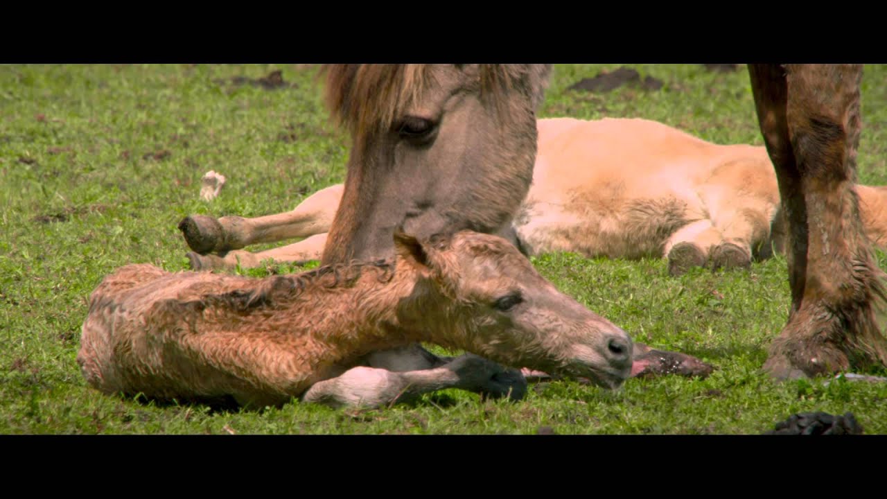 Placeholder from YouTube