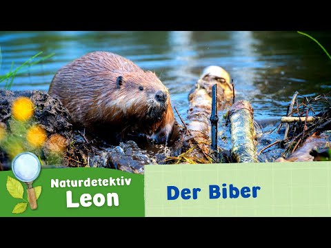 Naturdetektiv Leon - Der Biber
