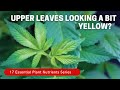 New Leaves Coming In Light Green? You Likely Have A Sulphur Deficiency. Plantmas Ep. 8