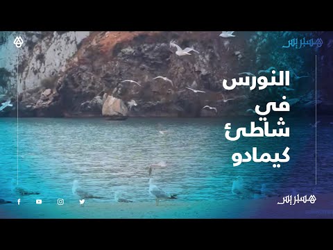 بعد أن هجره المصطافون.. طيور النورس تغزو شاطىء كيمادو
