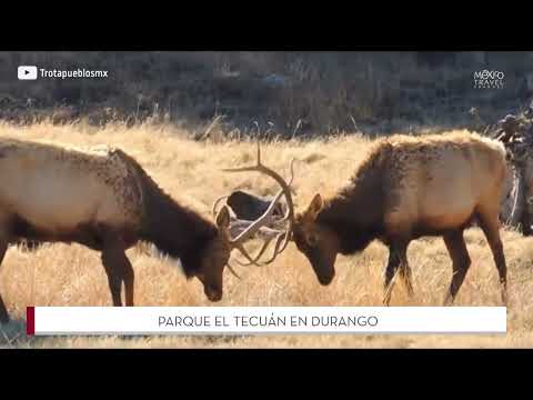 Imagen previa del video de El Tecuan