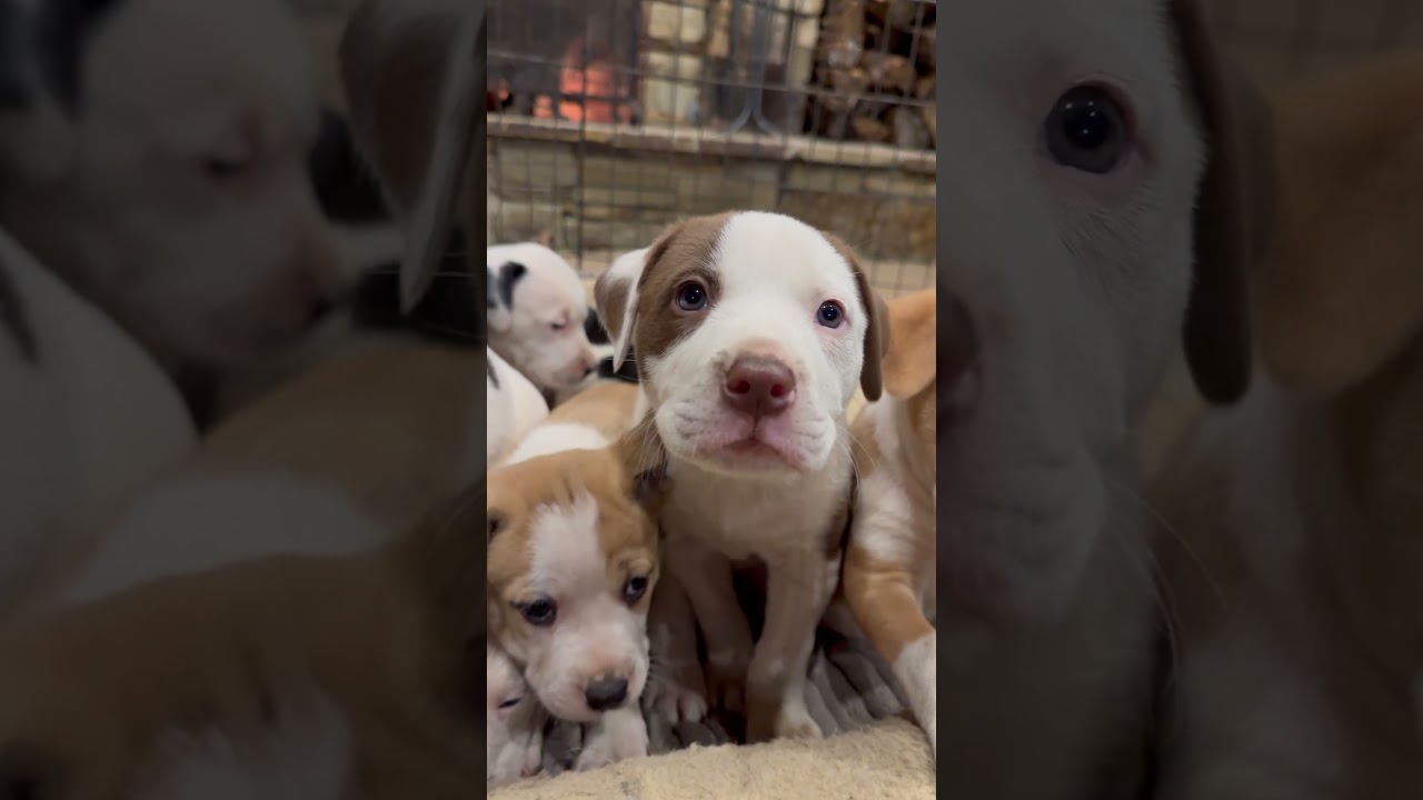 Jenny, an adopted Pit Bull Terrier in Concord, NH video 6/6