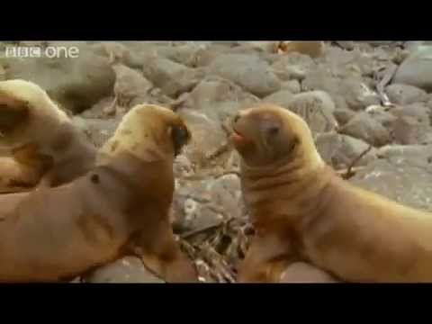 Daca animalele ar putea vorbi