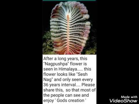 Sharmi's lifestyle and passion