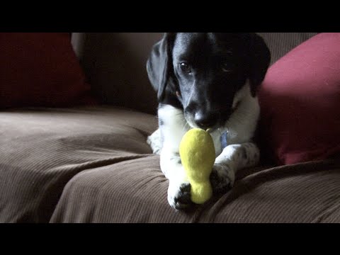 AVMA and the Impact of Compounding