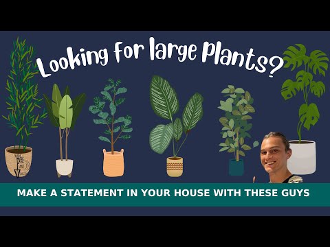 12 Best LARGE HOUSEPLANTS to Grow - Low Maintenance Indoor Plants