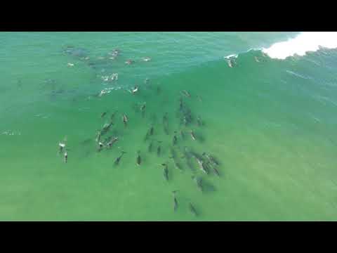Dolphins Surfing Jeffreys Bay