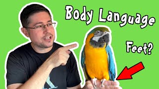 Parrot Body Language That Nobody is Talking About!