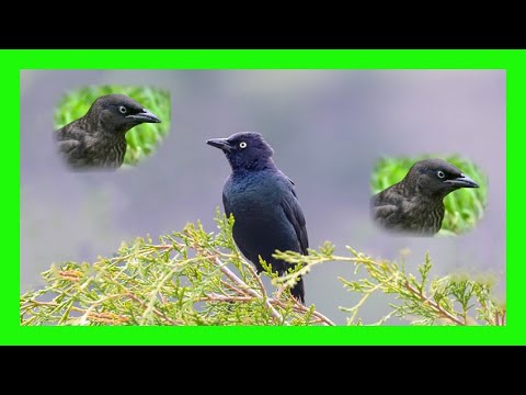 Vlhovec purpurový (Euphagus cyanocephalus) — správanie, biotop a hlas