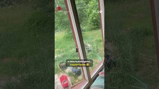 Helping a tiny trapped hummingbird find freedom 🐦❤️  #HummingbirdRescue #AnimalRescue