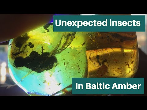 Discovering insects while polishing piece of raw baltic amber