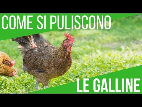 Vermi video ridicoli Lanalisi un calla su parassiti invitro