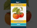persimmon (noun) - definition and usage in English