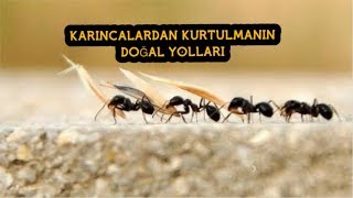 KARINCALARA ZARAR VERMEDEN NASIL KURTULURUM ?
