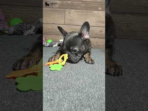 Video 3