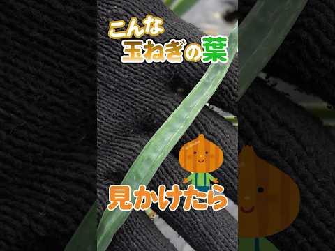 玉ねぎの隣に植える花はどれですか?タマネギのウジ虫を防ぐ植物を発見する  庭園