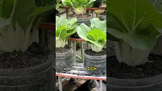 Download lagu π± Easy Tips for Growing Bok Choy! π± mp3 Download lagu π± Easy Tips for Growing Bok Choy! π± mp3