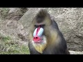 Mandrill Monkeys Courtship And Mating Mandrillus Sphinx Monkeys Full HD Video